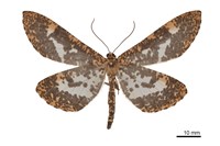 藏品(狹翅豹紋尺蛾)的圖片